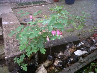 IMG00086-20100826-0730.jpg