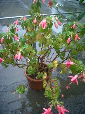 IMG00078-20100826-0729.jpg