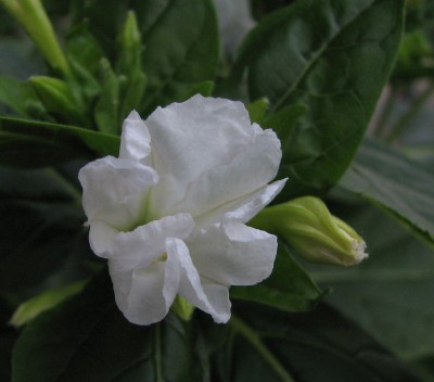 Blüte Mirabilis.jpg