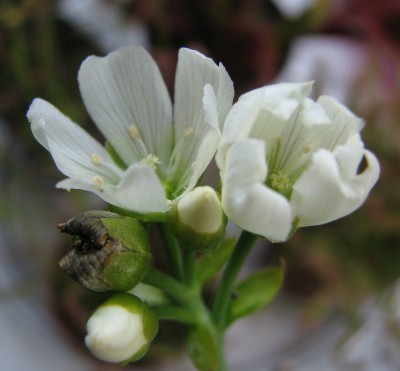 Blüten VFF.jpg