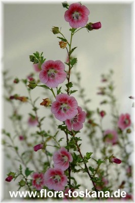 anisodontea_capensis_7_-_150407.jpg