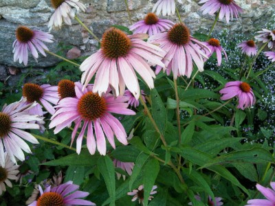 IMG00207-20100823-1726.jpg