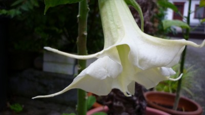 august  2010 013.jpg