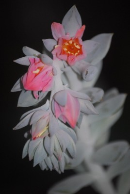 echeveria 015yy.jpg