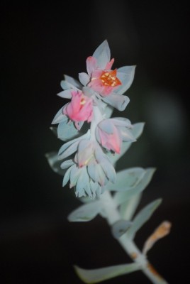 echeveria 014yy.jpg