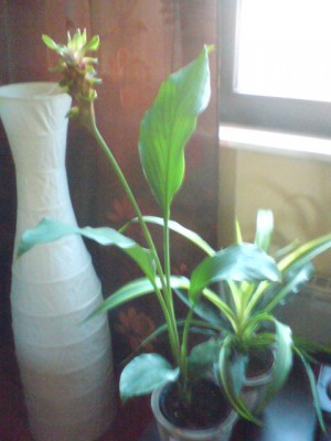 DSC00037.JPG