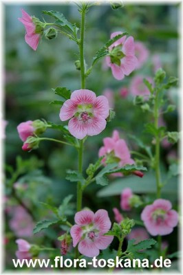 anisodontea_capensis_2_-_170406.jpg