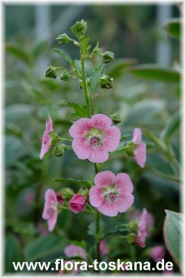 anisodontea_capensis_1_-_170406.jpg
