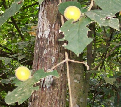 Randia formosa, 2010.08.24. C2.jpg