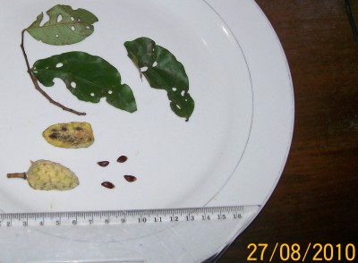 Unbekannter Baum 16 J1, reife gewordene Frucht.jpg