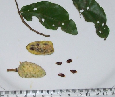 Unbekannter Baum 16 I, reife gewordene Frucht.jpg