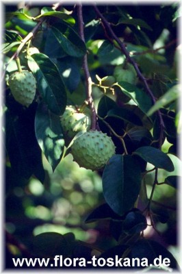 annona_muricata_-_dia.jpg