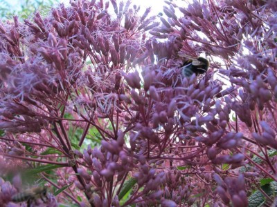 Wasserdost mit Besuch.JPG