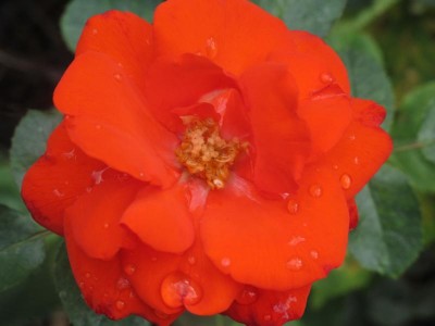 aufgeblühte Rose.JPG