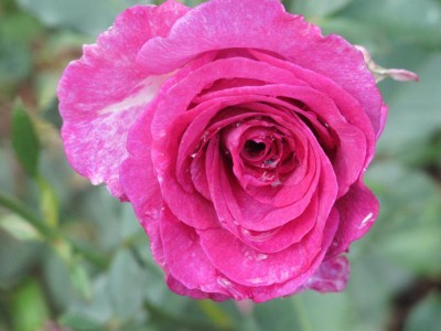 Rose nach dem Regen.JPG