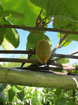 Kiwi.JPG