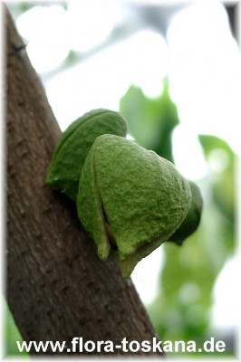 annona_reticulata_frucht_3_-_100805.jpg