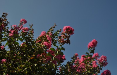 DSC_0046.JPG