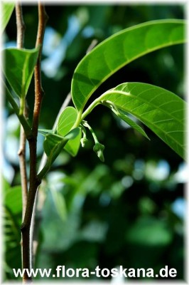 annona_reticulata_bluete_1_-_040705.jpg