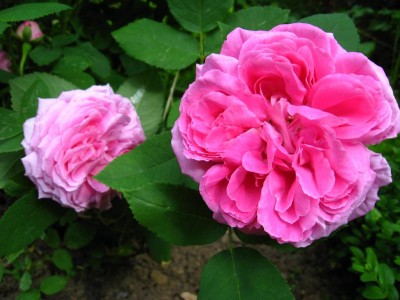 General Th Peschkoff.JPG