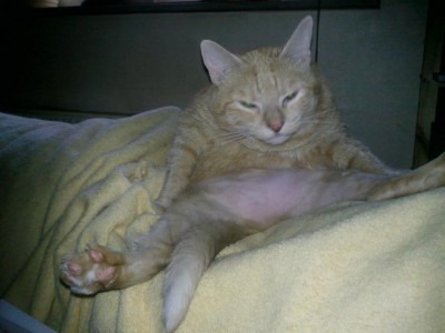 Motte extremdummgugg.JPG