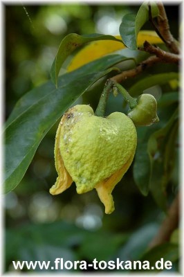 annona_squamosa_11_-_181006.jpg