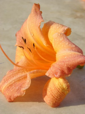 Catherine Woodbury 2010 (2).JPG