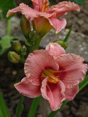 Siloam Ribbon Candy2010.JPG