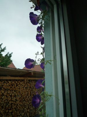 Winde Kniolas Black.JPG