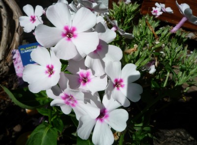 Phlox.JPG