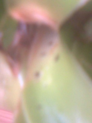Bild028.jpg