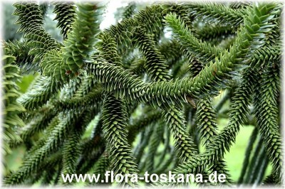 araucaria_araucana_gepflanzt_lindau_5_-_220806.jpg