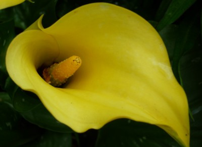Calla black eyed beauty.JPG
