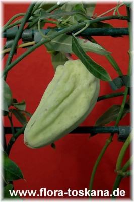 araujia_sericifera_6_digi.jpg