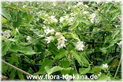 arauja_sericifera_4_-_digi.jpg