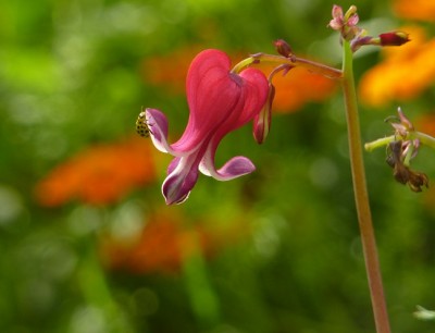 gelber marienkäfer an Dicentra 015.jpg