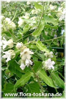 arauja_sericifera_8_-_digi.jpg