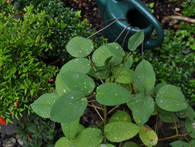 Pflanzen mit Wassertropfen (16).JPG