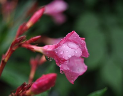 Pflanzen mit Wassertropfen (15).JPG