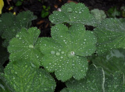 Pflanzen mit Wassertropfen (14).JPG