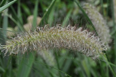 Pflanzen mit Wassertropfen (13).JPG