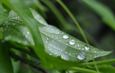 Pflanzen mit Wassertropfen (7).JPG