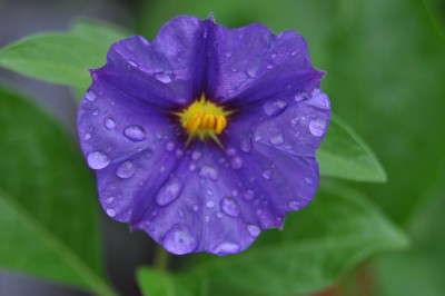 Pflanzen mit Wassertropfen (9).JPG