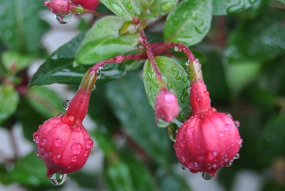 Pflanzen mit Wassertropfen (6).JPG