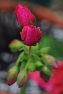 Pflanzen mit Wassertropfen (2).JPG