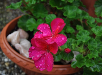 Pflanzen mit Wassertropfen (1).JPG