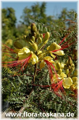caesalpinia_gilliesii_8_-_010706.jpg