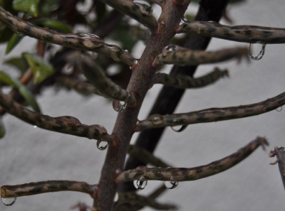 Pflanzen mit Wassertropfen (21).JPG