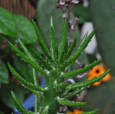 Pflanzen mit Wassertropfen (18).JPG