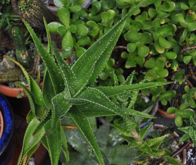 Pflanzen mit Wassertropfen (17).JPG